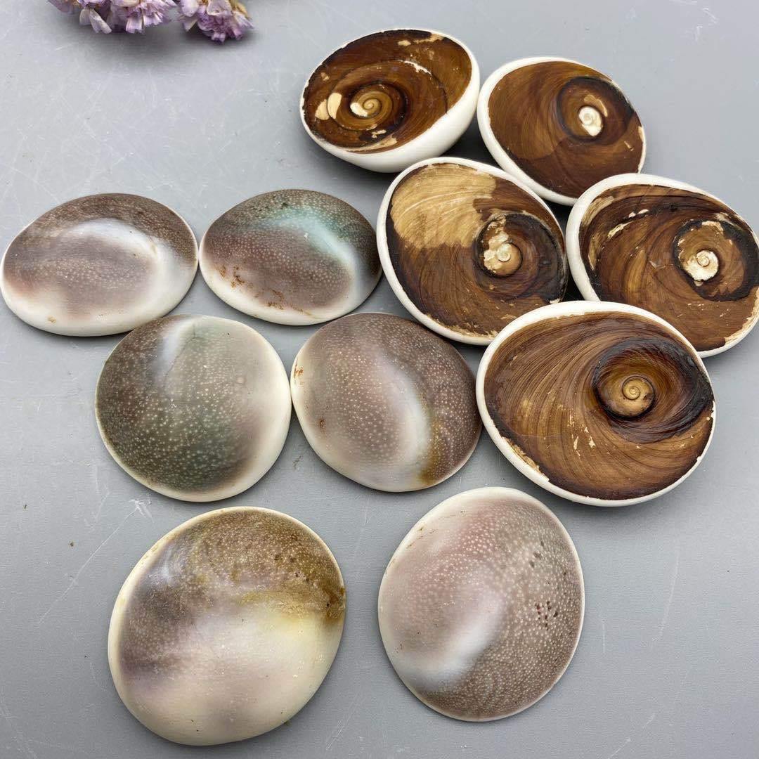 Shell Fossil From Madagascar Wholesale - Image 4